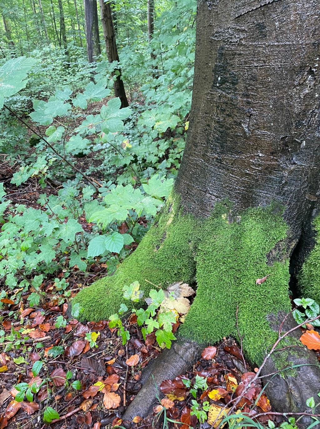 Numerologisk Energiprognose for Oktober&nbsp;Måned